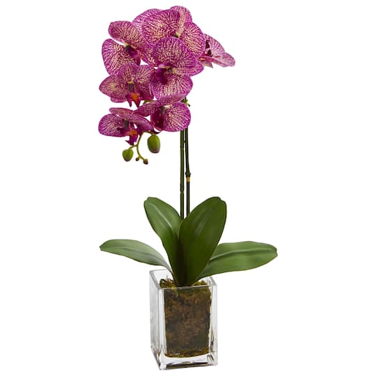 24&#x22; Pink Moth Orchid Arrangement in Vase